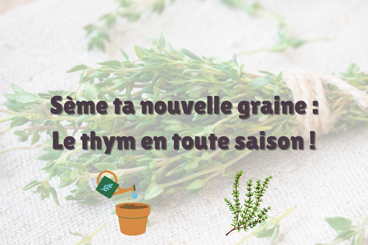 cover d'article de blog du site binette qui fabrique des sacs banane et accessoires upcyclés qui fait un article sur les graines de thym en toute saison qu'elle offre en cadeau pour toute commande d'un client