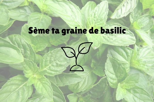 Sème ta graine de basilic 🌱
