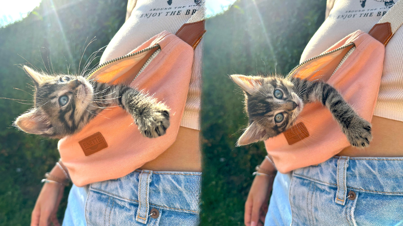 photos de chaton tigré yeux bleus dans un sac banane Binette de couleur rose pivoine porté par une jeune fille